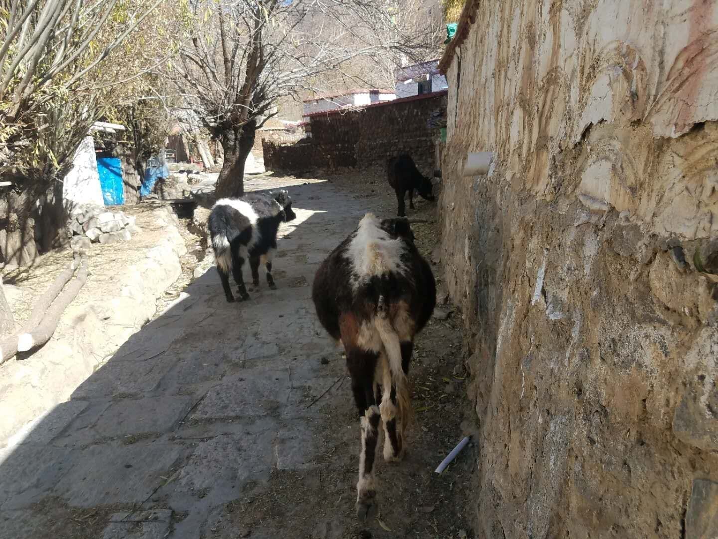 Tibetan Charity Tour-Tibetan Home Visit 9